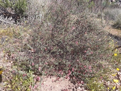 Indigofera dillwynioides
