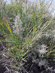 Indigofera gifbergensis