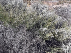 Indigofera gifbergensis