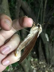 Coequosa australasiae