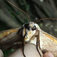 Coequosa australasiae