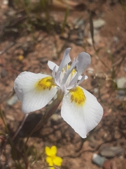 Moraea serpentina