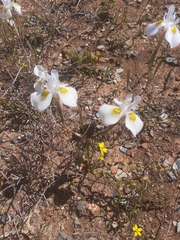 Moraea serpentina