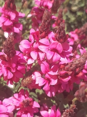 Indigofera vanzijlii