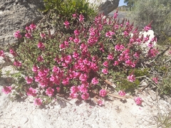 Indigofera vanzijlii