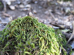 Pseudisothecium cristatum