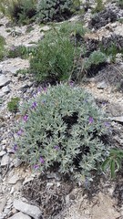 Oxytropis tragacanthoides