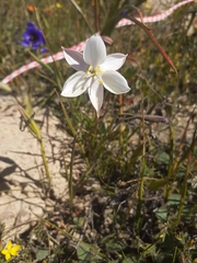 Cyanella alba