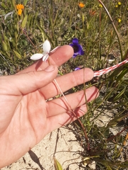 Cyanella alba