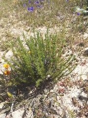 Euryops virgatus