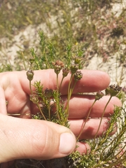 Euryops virgatus