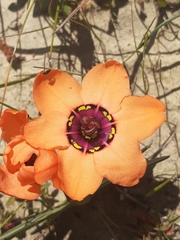 Sparaxis elegans