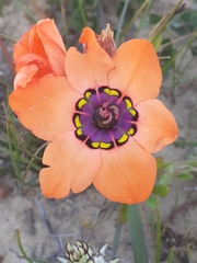 Sparaxis elegans