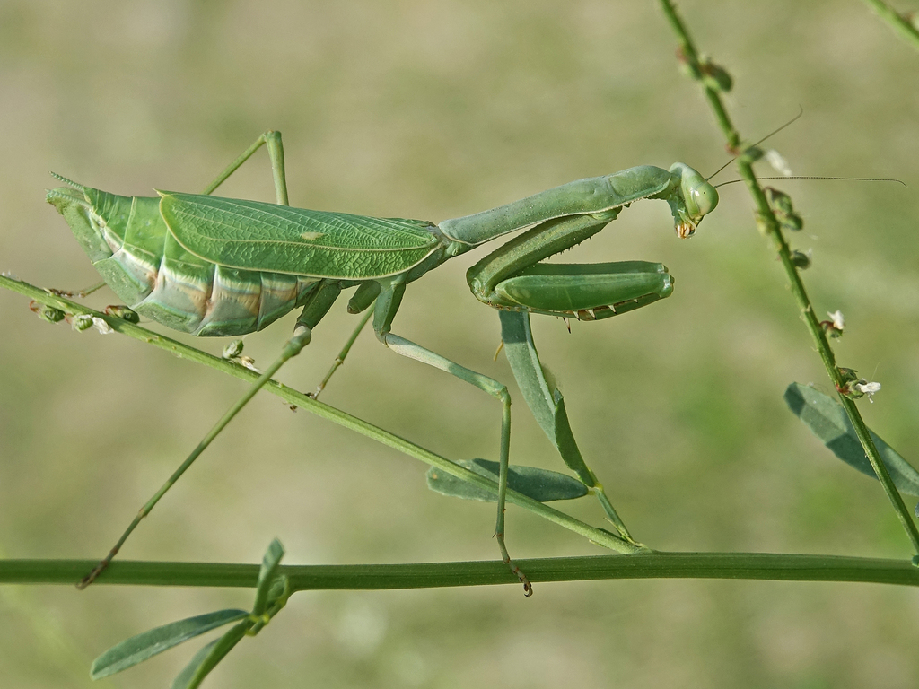 arizona-mantis-from-yorba-linda-ca-usa-on-september-14-2020-at-11-44