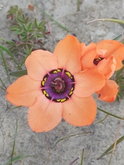 Sparaxis elegans