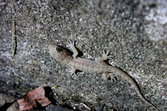Hemidactylus bowringii