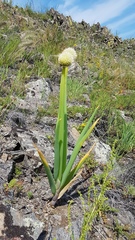 Allium altaicum