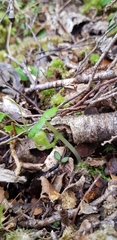 Corybas walliae