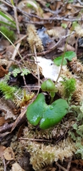Corybas walliae
