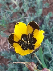 Hesperantha vaginata