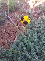 Hesperantha vaginata