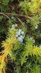 Juniperus rigida conferta