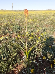 Bulbinella latifolia doleritica