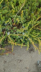 Juniperus rigida conferta