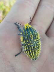 Julodis fascicularis