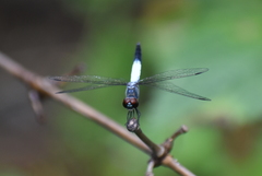 Brachydiplax farinosa