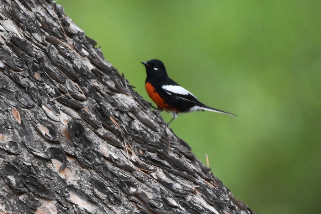 Neotropical Redstarts