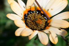 Clania glenlyonensis