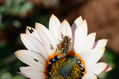 Clania glenlyonensis