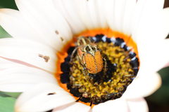 Clania glenlyonensis