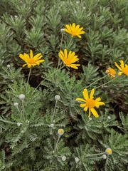 Euryops pectinatus pectinatus