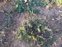 Chrysocoma hantamensis