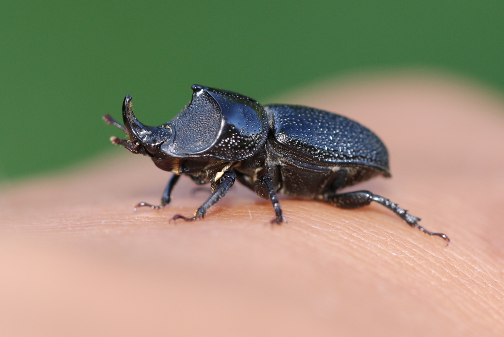 標本 Brazil Pelidnota cyanitarsis 20mm 標本 Brazil Pelidnota