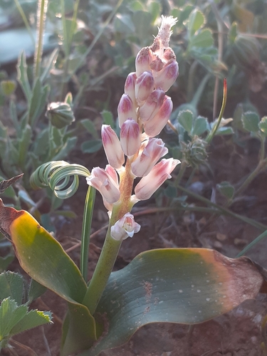 Lachenalia alba