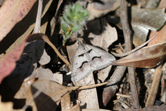 Dichromodes atrosignata