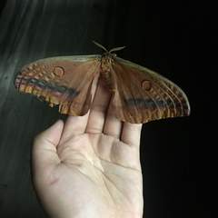 Opodiphthera loranthi