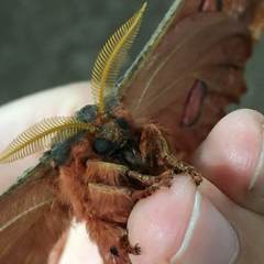 Opodiphthera loranthi