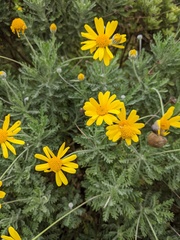 Euryops pectinatus pectinatus