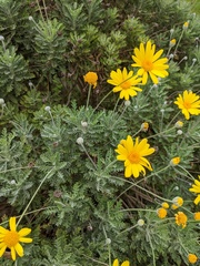 Euryops pectinatus pectinatus
