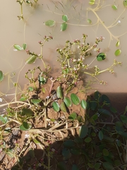Crassula natans