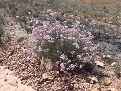 Podalyria leipoldtii