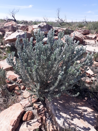 Giant Prickly Pea (Aspalathus bidouwensis)