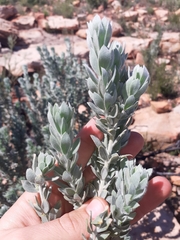 Aspalathus bidouwensis