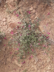 Indigofera intermedia