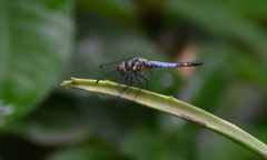 Libellulidae