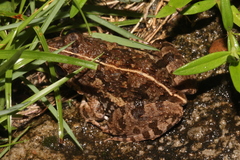 Fejervarya multistriata